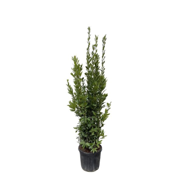 thumbnail_6000-5593.jpg Laurus Nobilis struik