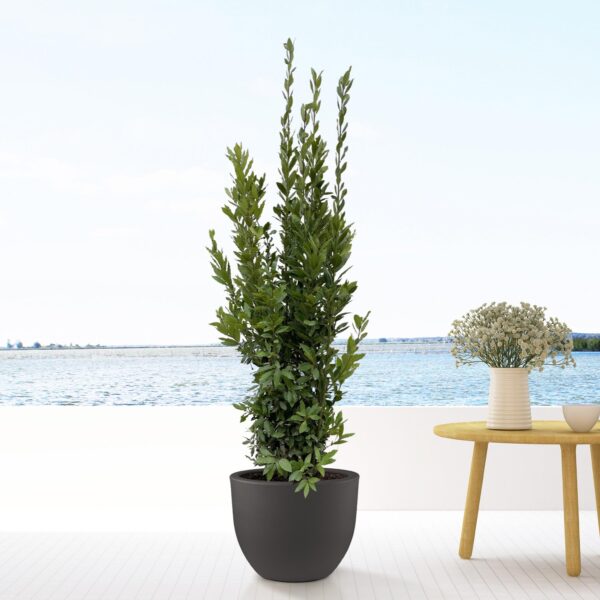 thumbnail_6000-5597.jpg Laurus Nobilis struik