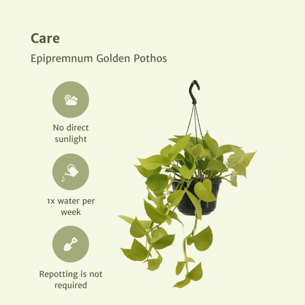 thumbnail_6000-5599.png Epipremnum Golden Pothos - Scindapsus | 2 stuks