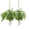 Kokodama Monstera Minima Hang - Gatenplant | 2 stuks