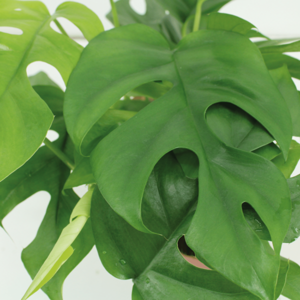 thumbnail_6000-5604.png Kokodama Monstera Minima Hang - Gatenplant | 2 stuks