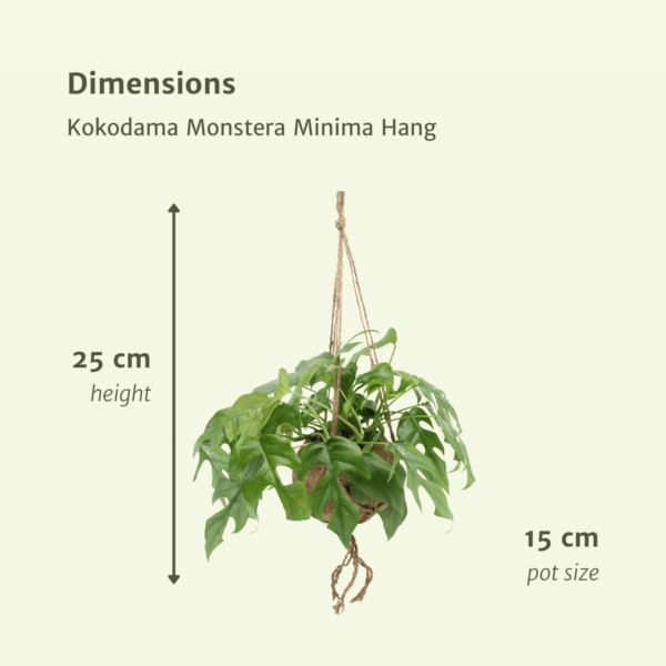 thumbnail_6000-5605.png Kokodama Monstera Minima Hang - Gatenplant | 2 stuks