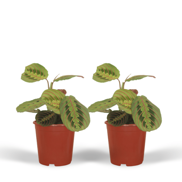 thumbnail_6000-5609.png Maranta Fascinator - Pijlwortel | 2 stuks