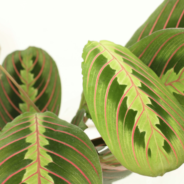 thumbnail_6000-5611.png Maranta Fascinator - Pijlwortel | 2 stuks