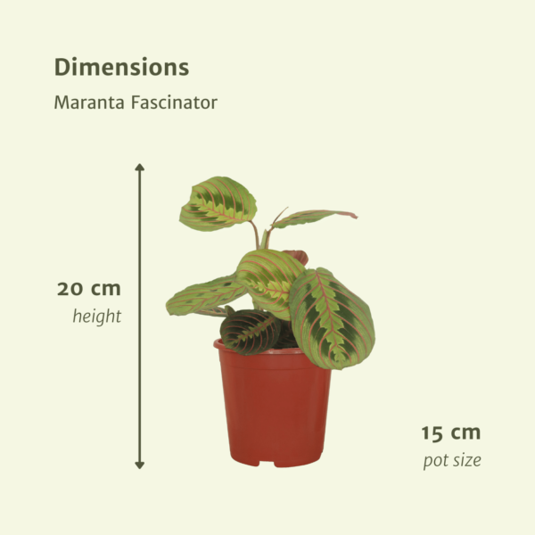 thumbnail_6000-5612.png Maranta Fascinator - Pijlwortel | 2 stuks