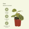 Maranta Fascinator - Pijlwortel | 2 stuks