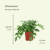 Monstera Minima - Gatenplant