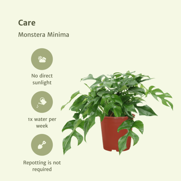 thumbnail_6000-5620.png Monstera Minima - Gatenplant