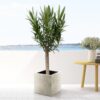 Nerium Oleander op stam met witte bloem