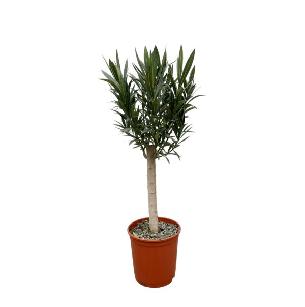 thumbnail_6000-5628.jpg Nerium Oleander op stam met roze bloem