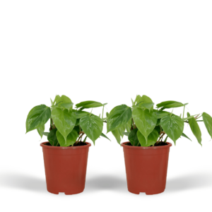 Philodendron Scandens | 2 stuks