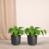 Philodendron Scandens | 2 stuks