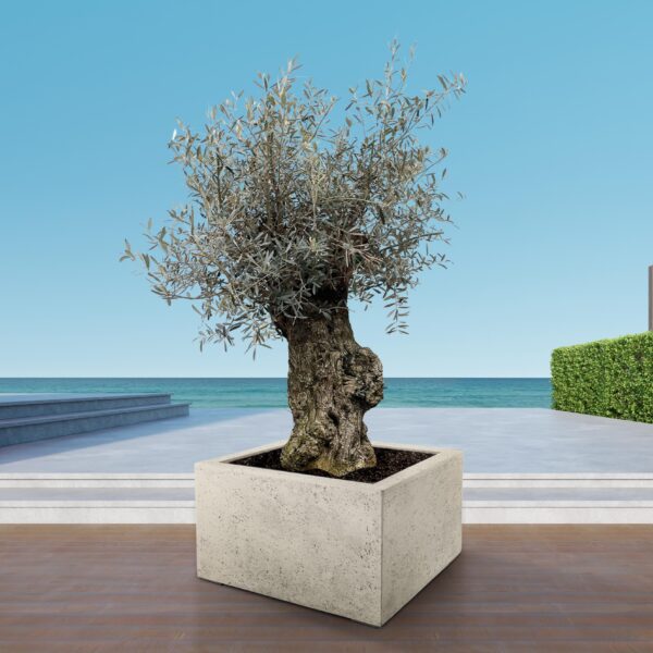 thumbnail_6000-5650.jpg Olea Europaea Bonsai