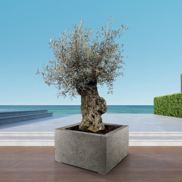 thumbnail_6000-5652.jpg Olea Europaea Bonsai