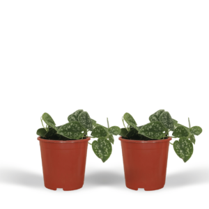 Scindapsus Pictus - Epipremnum | 2 stuks