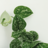 Scindapsus Pictus - Epipremnum