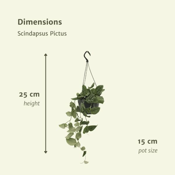 thumbnail_6000-5675.png Scindapsus Pictus - Epipremnum