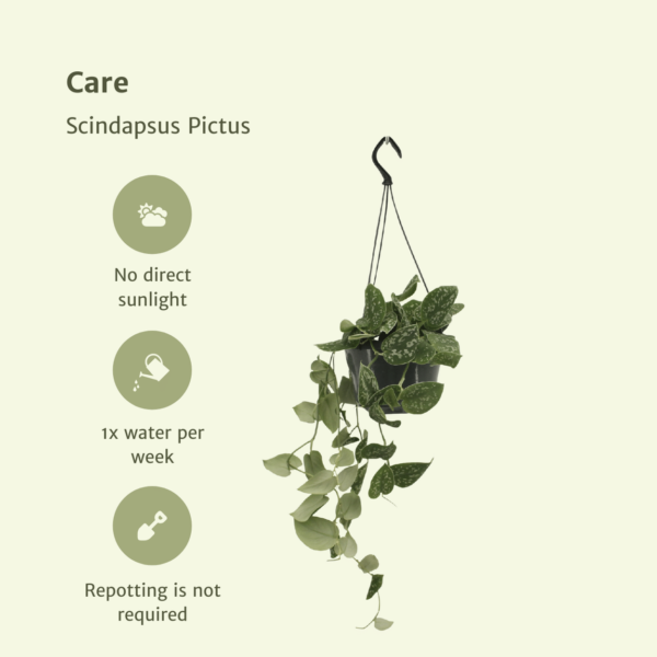 thumbnail_6000-5676.png Scindapsus Pictus - Epipremnum