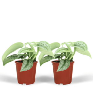 Scindapsus Pictus Trebie - Epipremnum | 2 stuks