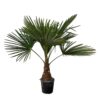 Trachycarpus - Waaierpalm