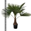 Trachycarpus - Waaierpalm