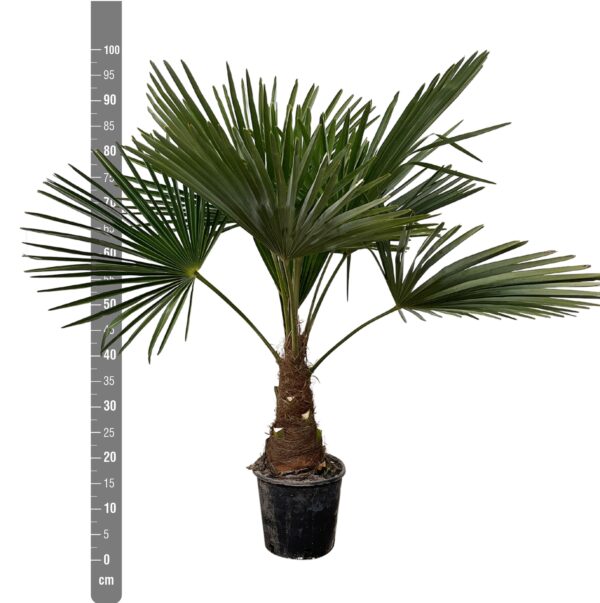 Trachycarpus - Waaierpalm
