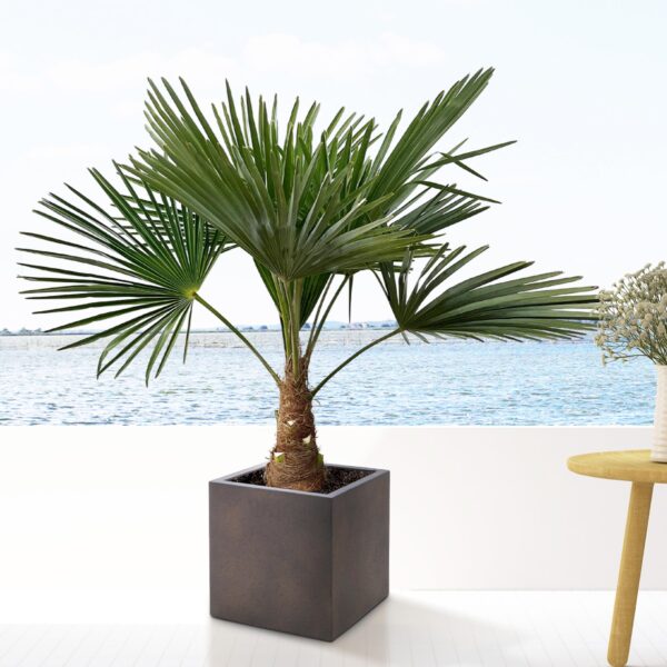 Trachycarpus - Waaierpalm