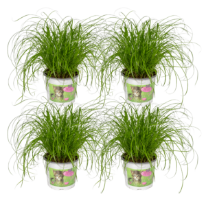 Cyperus Alternifolius - Kattengras | 4 stuks