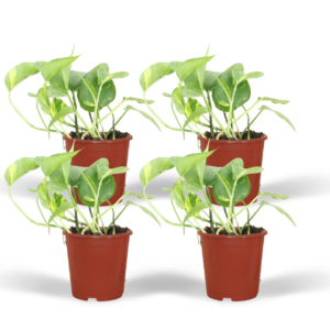thumbnail_6000-5707.png Epipremnum Aureum - Scindapsus | 4 stuks