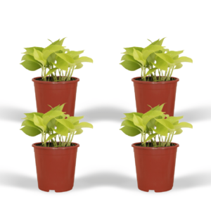 Epipremnum Golden Pothos - Scindapsus