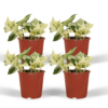 Epipremnum Happy Leaf - Scindapsus | 4 stuks