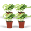 Epipremnum Marble Queen - Scindapsus | 4 stuks