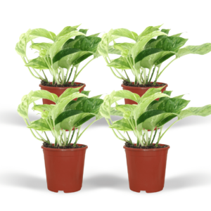 thumbnail_6000-5728.png Epipremnum Marble Queen - Scindapsus | 4 stuks