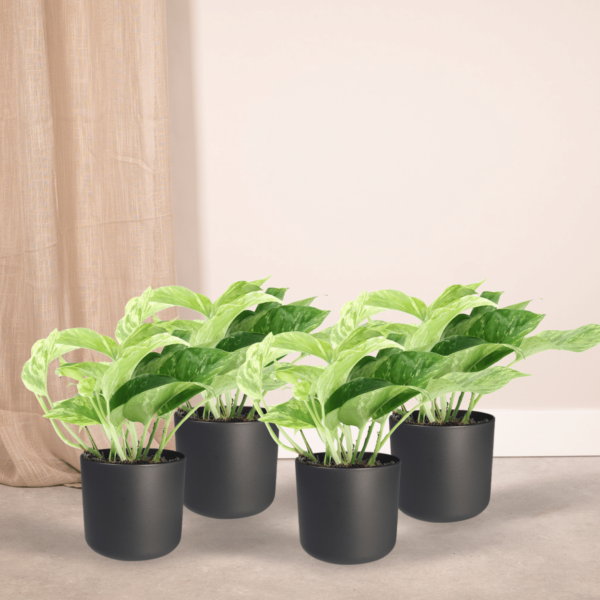 thumbnail_6000-5729.png Epipremnum Marble Queen - Scindapsus | 4 stuks