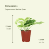 Epipremnum Marble Queen - Scindapsus | 4 stuks