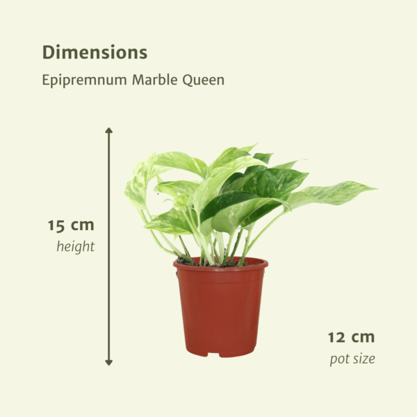 thumbnail_6000-5731.png Epipremnum Marble Queen - Scindapsus | 4 stuks