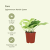 Epipremnum Marble Queen - Scindapsus | 4 stuks