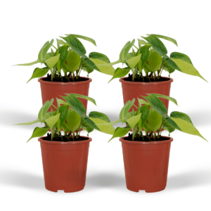 thumbnail_6000-5735.png Philodendron Scandens Brasil | 4 stuks
