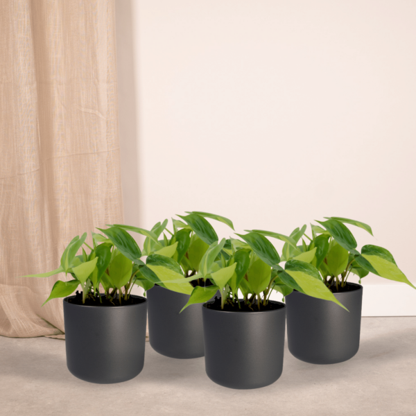 thumbnail_6000-5736.png Philodendron Scandens Brasil | 4 stuks