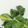 Philodendron Scandens Brasil | 4 stuks