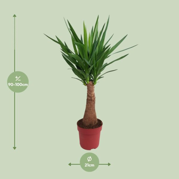 thumbnail_6000-5737.jpg Yucca "Maya Tree"
