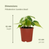 Philodendron Scandens Brasil | 4 stuks