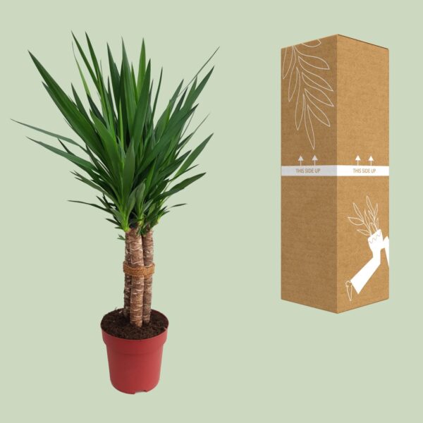 thumbnail_6000-5739.jpg Yucca "Maya Tree"