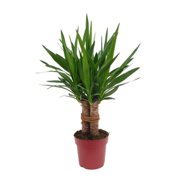 thumbnail_6000-5741.jpg Yucca "Tres Cañas"