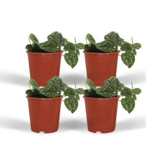 Scindapsus Pictus - Epipremnum | 4 stuks