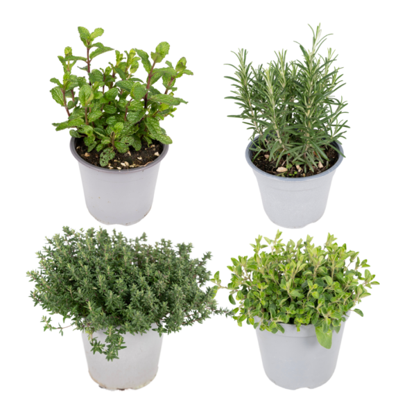 thumbnail_6000-5749.png Tuinkruiden Mix | 4 stuks