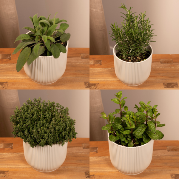 thumbnail_6000-5750.png Tuinkruiden Mix | 4 stuks