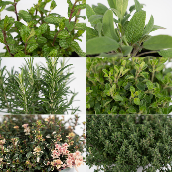 thumbnail_6000-5751.png Tuinkruiden Mix | 4 stuks