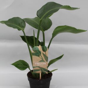 Strelitzia Nicolai