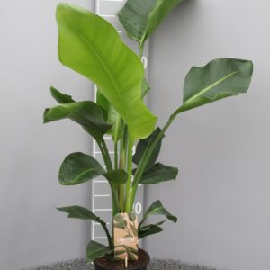 Strelitzia Nicolai